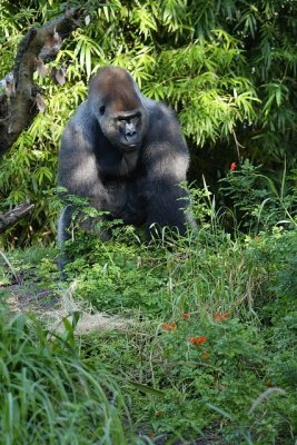 ak_gorilla