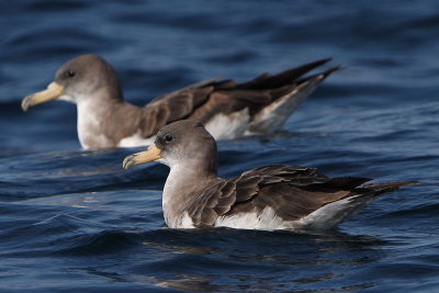 Cory's Shearwater (Calonectris diomedea)