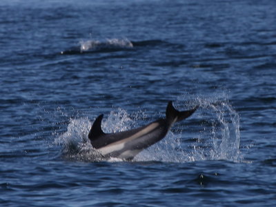 Atlantic White-sided Dolphin