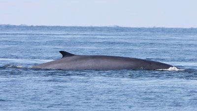 Fin Whale