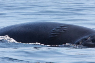 Fin Whale (healing from a boat accident?)