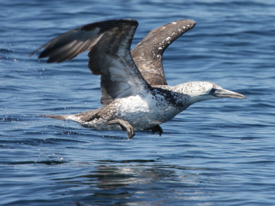 Northern Gannet