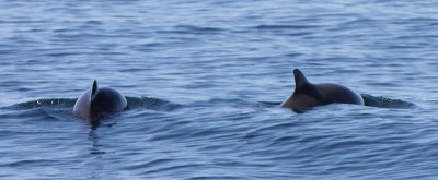 Harbor Porpoise