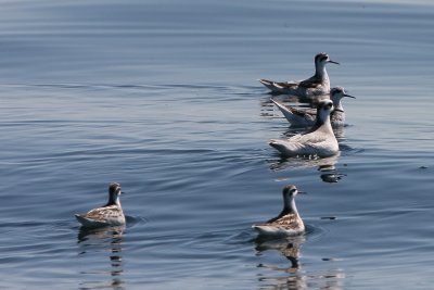Red-necked Phalaropes (and a Red Phalarope)