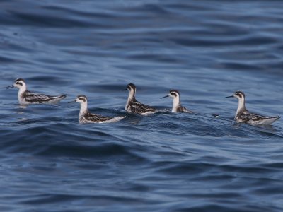 Red-necked Phalarope