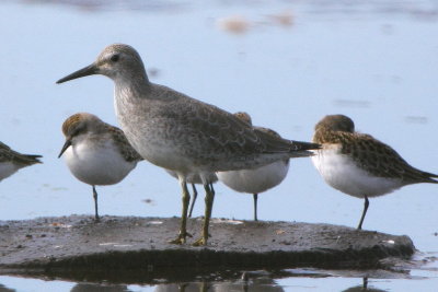 Red Knot
