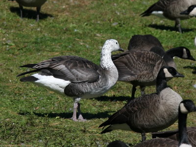 goose01.jpg