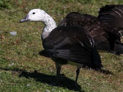 goose02.jpg