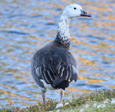 Geese, Swans, & Ducks