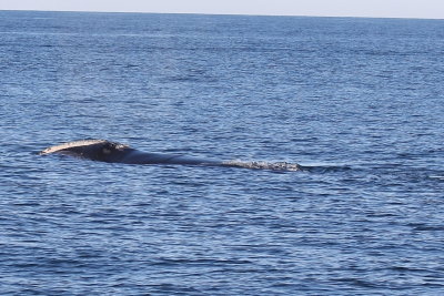 North Atlantic Right Whale (Eubalaena glacialis)