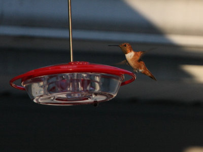 Rufous Hummingbird