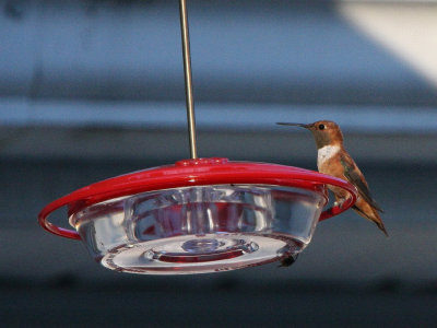 Rufous Hummingbird