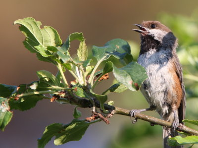 Boreal Chickadee