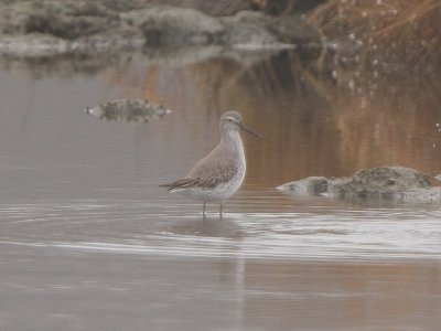 Stilt Sandpiper