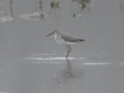 Stilt Sandpiper