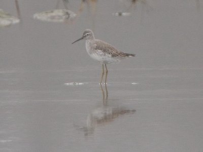 Stilt Sandpiper