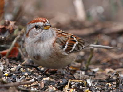 American Tree Sparrow