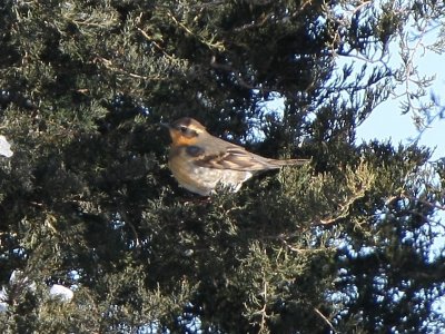 Varied Thrush