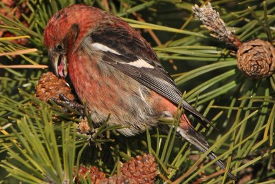 White-winged Crossbill