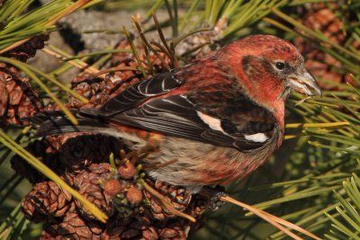 White-winged Crossbill