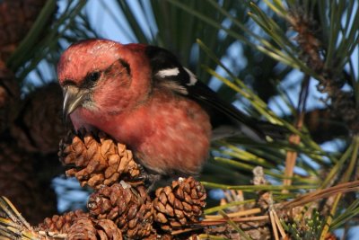 White-winged Crossbill