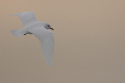 Ivory Gull