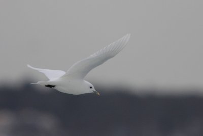 Ivory Gull