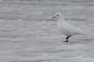 Ivory Gull