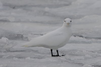 Ivory Gull