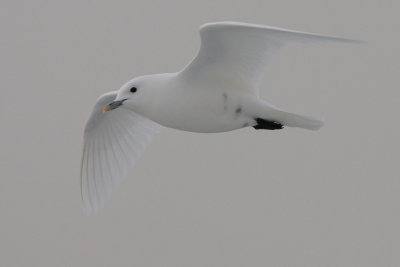 Ivory Gull
