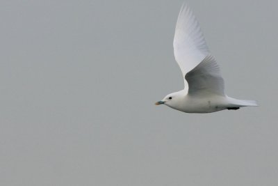 Ivory Gull