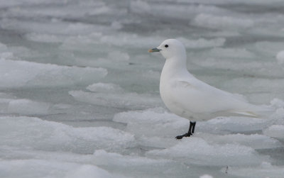 Ivory Gull