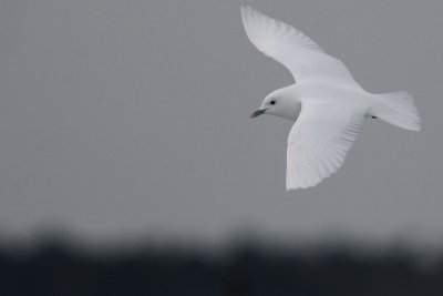 Ivory Gull