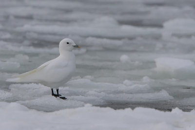 Ivory Gull