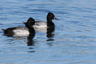 Scaup