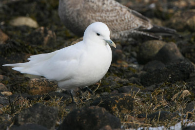 Ivory Gull