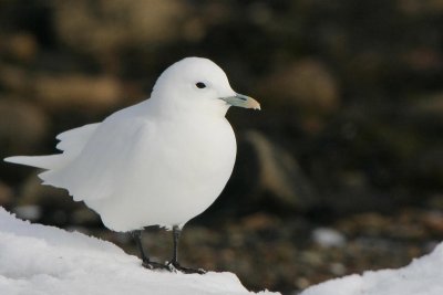 Ivory Gull