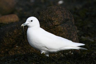 Ivory Gull