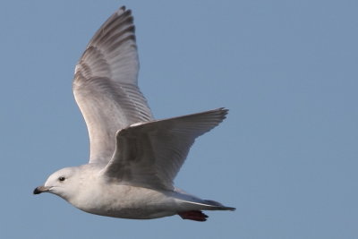 Iceland Gull (2nd winter)