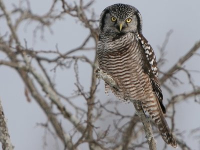 Northern Hawk Owl (Center Harbor, NH)