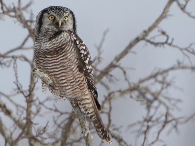 Northern Hawk Owl