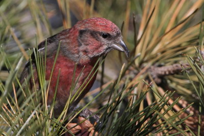 White-winged Crossbill