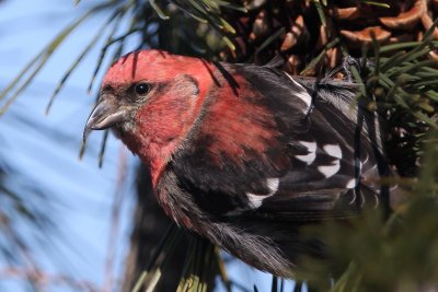 White-winged Crossbill