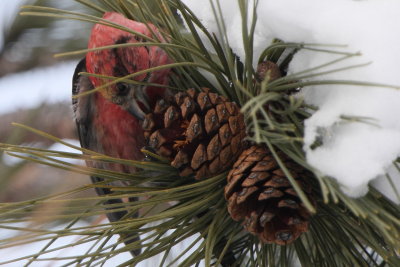 White-winged Crossbill