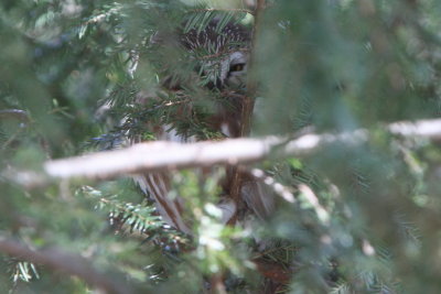 Northern Saw-whet Owl