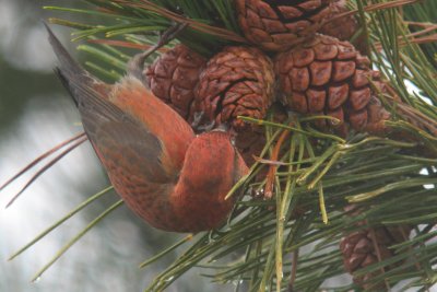 Red Crossbill