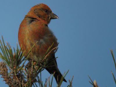 Red Crossbill