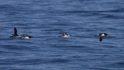 Razorbills