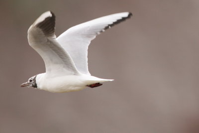 Black-headed Gull