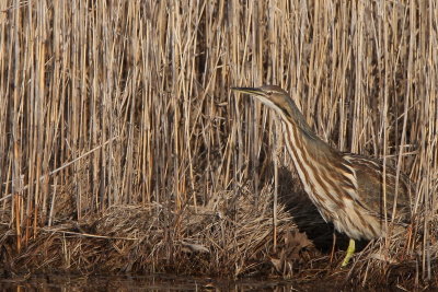 American Bittern